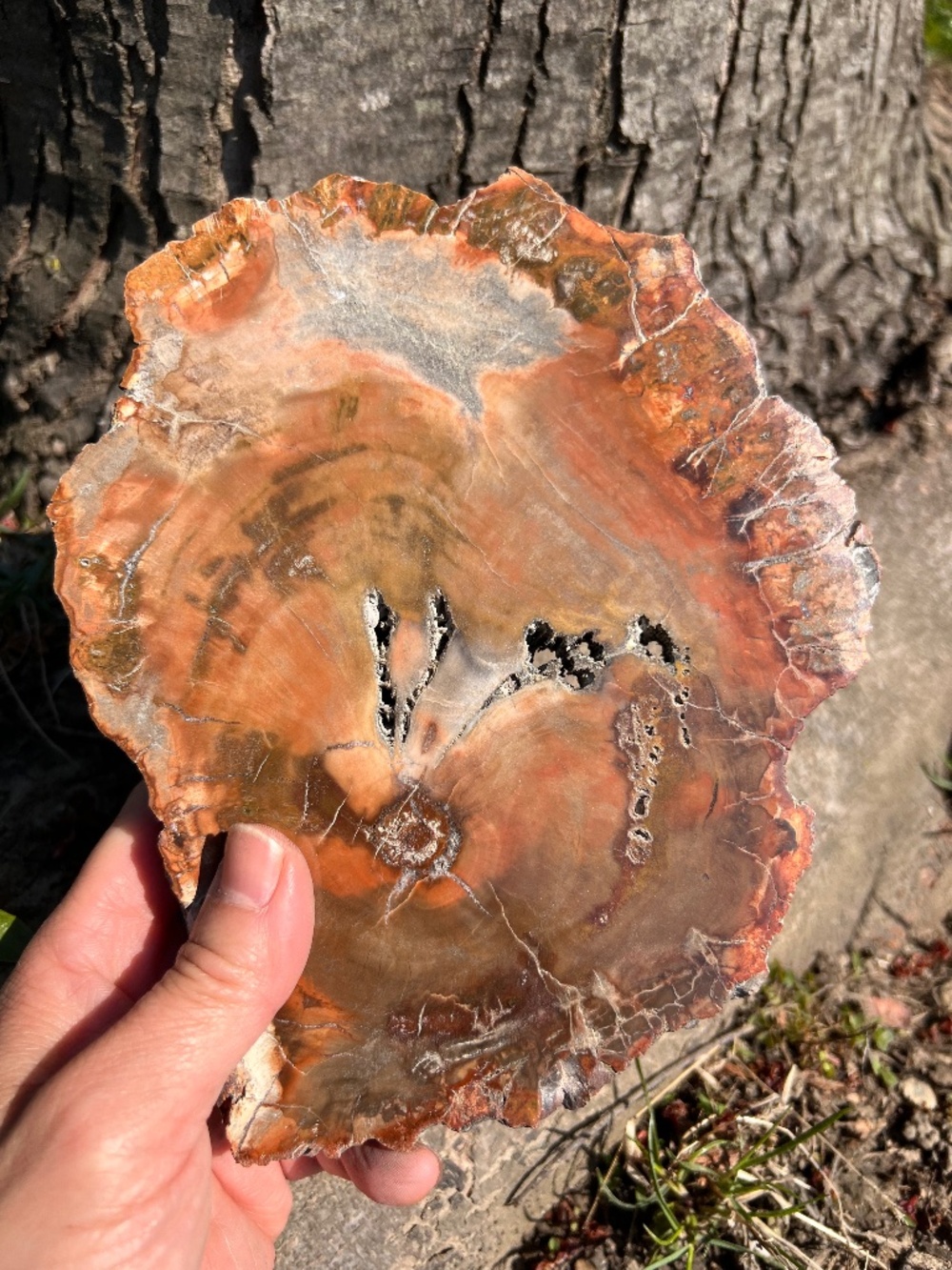 Petrified (10) wood slab with stand | crystal